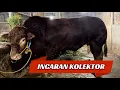 Download Lagu LIMOSIN SUPER KUALITAS EROPA🔥CALON JUARA KONTES‼️ #maturafarm #masbjahsapi #appsi #cow #sapi