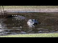 Alligator s Vital Role In The Ecosystem Understanding Gator Holes