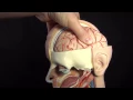 Increased ICP Intracranial Pressure Nursing Care Animation