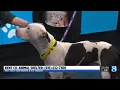 KCAS Pets of the Week Croissant and Tank