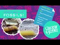 Interactive Science Lesson Fossils