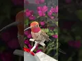 Download Lagu Anna’s Hummingbird 🥰