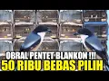 Download Lagu JUAL MUMET ! RATUSAN EKOR PENTEN BLANKON DIJUAL HABIS HABISAN HARI INI DIKIOS PASAR PRAMUKA