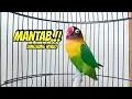 Download Lagu Suara Burung Lovebird NGEKEK PANJANG MANTAB Bikin Lovebird apapun ikut NYAUT Bunyi