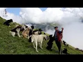 Download Lagu VIDEO CU URȘII ȘI LUPUL CARE AU ATACAT OILE DE LA STÂNA LUI STEFAN CIUNTEREI - MUNȚII RODNEI 2023
