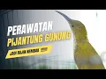 Download Lagu cara merawat pijantung gunung agar rajin nembak gacor