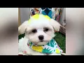 Dawnie - Maltipoo Puppy for Sale in Dallas Texas