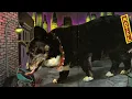 Dogzilla by Dav Pilkey Read Aloud with Sound Effects REUPLOAD