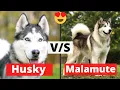 Husky Malamute What s the Difference between the Two