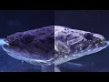 Which Aimara wolf fish do you like