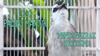 Download Pancingan dan trucukan gacor ropel isian mewah PALING MANJUR buat trucuk muda biar nyaut ropel mewah MP3