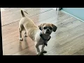 Rocky Goes for his usual grooming appointment at PetSmart