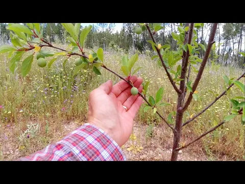 Download MP3 Part 12 : Tree Protection before Strimming and Life Chores on my Homestead in Portugal