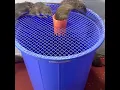Lagu Rat trap with plastic bucket