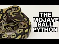 Morph Guide The Mojave Ball Python - Benjamin s Exotics