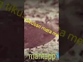 Download Lagu suara pikat tikusan mata merah paling jos