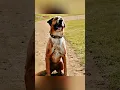 Download Lagu Some people took away Dog Bak. Will he be able to survive?#shorts #movies