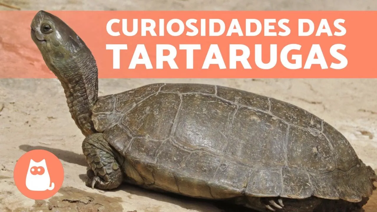 10 CURIOSIDADES sobre TARTARUGAS que você não sabia????