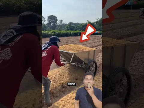 Rahasia Petani Thailand, Sekam Jadi Pupuk Andalan! #tani #sekam #pupuk #pertanian #trending