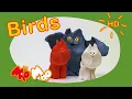 Download Lagu Mio Mao - Birds (Peacock, Owl, Ostrich, Pelican, Kingfisher)#miomao
