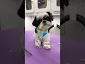 570 in One Day as a Luxury Mobile Dog Groomer