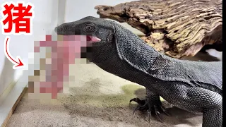 イノシシの子供丸ごと一頭を丸呑みにするオオトカゲ