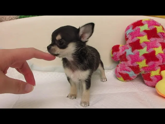 動画