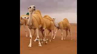 البل عطايا الله        الوصف  دندنها