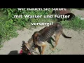 Download Lagu KETTENHUNDE PART 1 - Streunerparadies plant die nächste Rettungsaktion