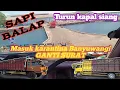 Download Lagu SAPI BALAP‼️Turun kapal siang langsung masuk karantina Banyuwangi