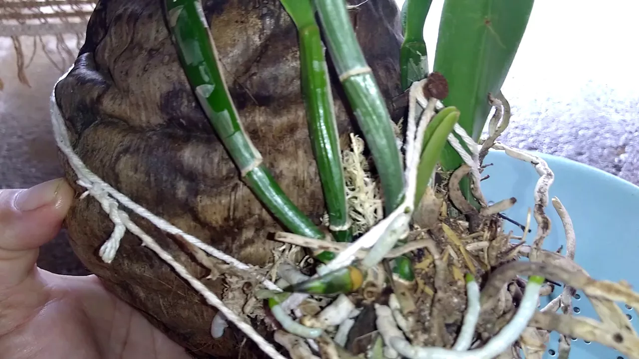 ORQUÍDEAS CATTLEYA NO COCO SECO