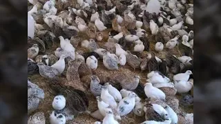 احلى صوت    صوت السمان دندنها