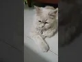 Download Lagu mueza ❤️ #cat #catlove #catlover #mueza