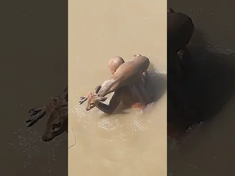 Hero Swims Into A Swamp To Save A Trapped Deer