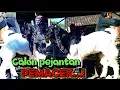 Download Lagu Calon pejantan prospek pemacek❗Kambing bakalan jantan super jos harga murah dipasar Jetis Ponorogo