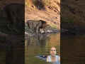 Download Lagu Loins and hippo 🦛 #wildlife #lion #africa