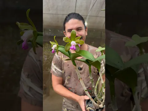 Cattleya tigrina lilacinea em floração!!!