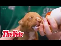 The Vets - Season 1 Episode 1 City Vet Country Vet