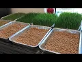 Growing Sprouts for Chickens Progress