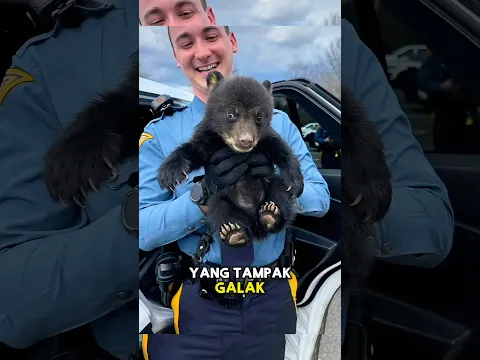 Beruang Kecil Tersesat di Pinggir Tol Sendirian