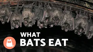 WHAT DO BATS EAT Type of BAT According to FOOD