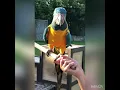 Download Lagu Macaw shows off tricks rare loro burung nuri tota #personata Bird Fancier