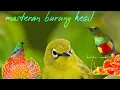 Download Lagu masteran suara burung kecil untuk semua burung pasti masuk