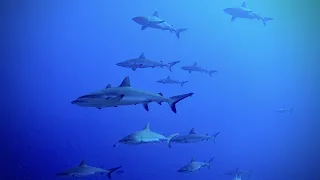 Tips for Shooting Underwater Photography