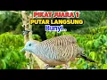 Download Lagu Suara Burung Perkutut Lokal Gacor PIKAT RANTING Ahlinya Bikin Semua Langsung Nyaut