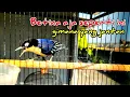 Download Lagu Suara Rambatan Doraemon Betina Gacor dorr
