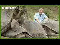 How Giant Tortoises Mate on a Volcano Life in Cold Blood BBC Earth