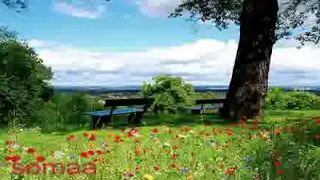 معاوية المقل بخاف نتلاقي زي اغراب 