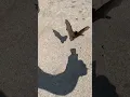 Daytime Flying Bat -