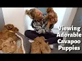The Ultimate Cavapoo Puppy Showdown Watch Us Choose Between TWO Adorable Pups